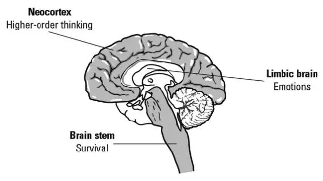 三重大脑结构